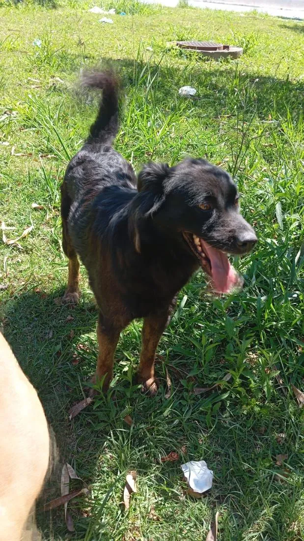 Cachorro raça SRD-ViraLata idade 1 ano nome luna