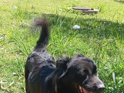 Cachorro raça SRD-ViraLata idade 1 ano nome luna