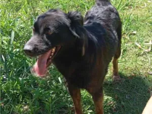 Cachorro raça SRD-ViraLata idade 1 ano nome luna