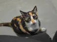 Lua