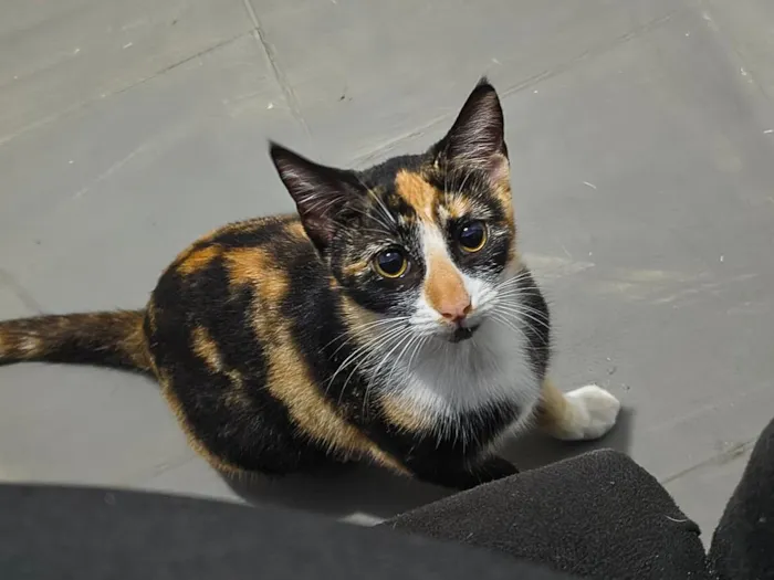 Gato raça SRD-ViraLata idade 7 a 11 meses nome Lua