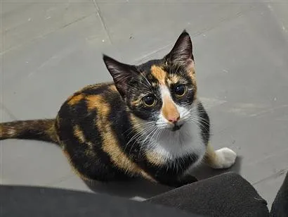 Gato raça SRD-ViraLata idade 7 a 11 meses nome Lua
