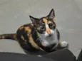 Lua