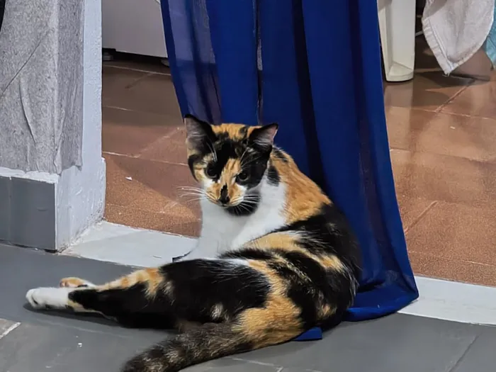 Gato raça SRD-ViraLata idade 7 a 11 meses nome Estrela