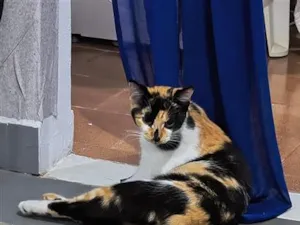 Gato raça SRD-ViraLata idade 7 a 11 meses nome Estrela