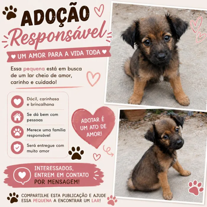 Cachorro raça SRD-ViraLata idade 2 a 6 meses nome Lulu