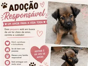 Cachorro raça SRD-ViraLata idade 2 a 6 meses nome Lulu