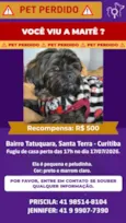 Maitê
