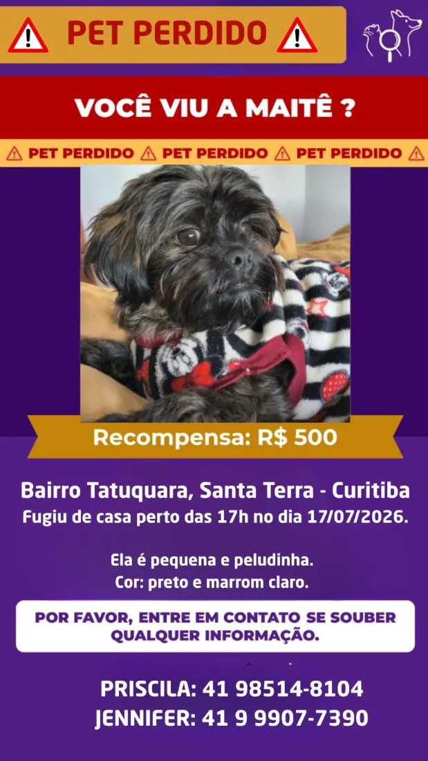 Cachorro raça Shitzu idade 1 ano nome Maitê