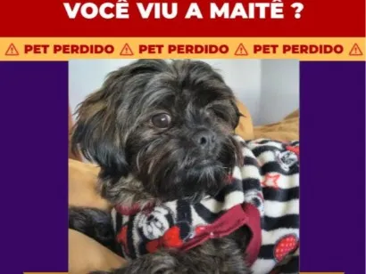 Cachorro raça Shitzu idade 1 ano nome Maitê