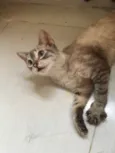 Tigresa 
