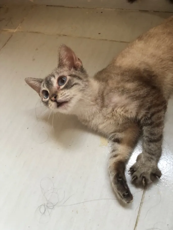 Gato raça SRD-ViraLata idade 1 ano nome Tigresa 