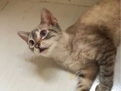 Gato raça SRD-ViraLata idade 1 ano nome Tigresa 