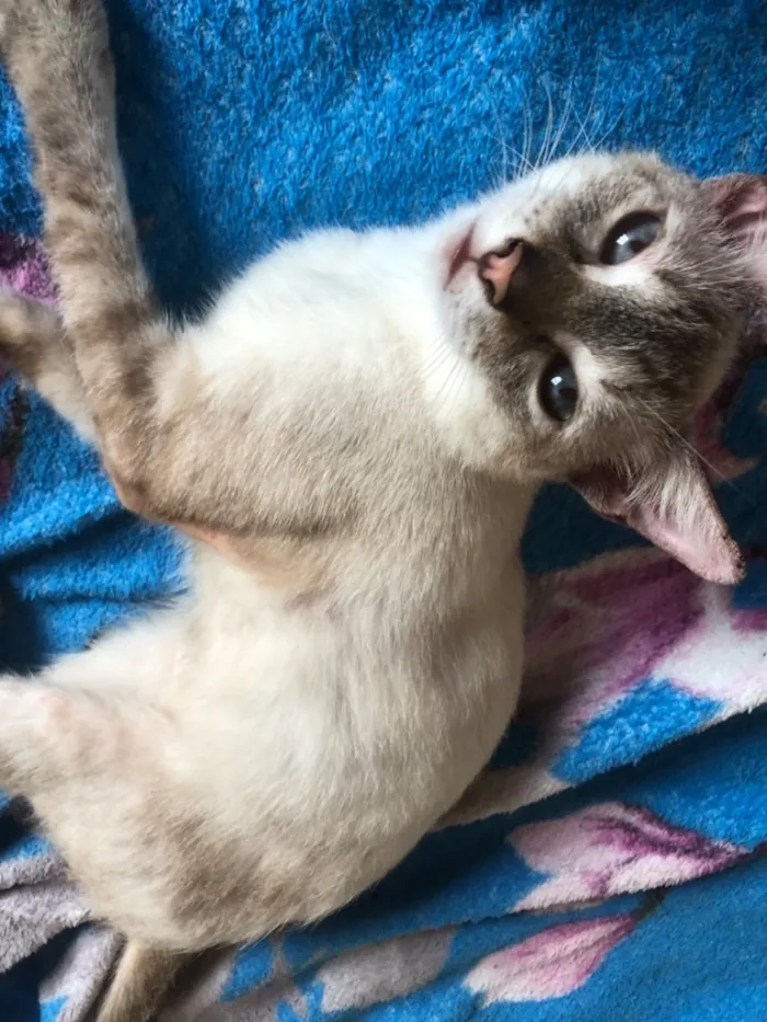Gato raça SRD-ViraLata idade 1 ano nome Abacaxi 