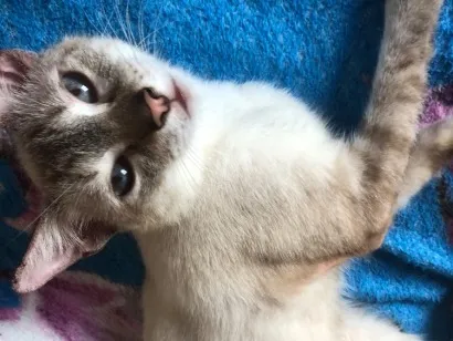 Gato raça SRD-ViraLata idade 1 ano nome Abacaxi 
