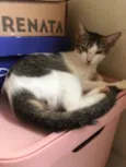 Pipoca