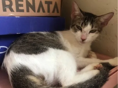 Gato raça SRD-ViraLata idade 1 ano nome Pipoca