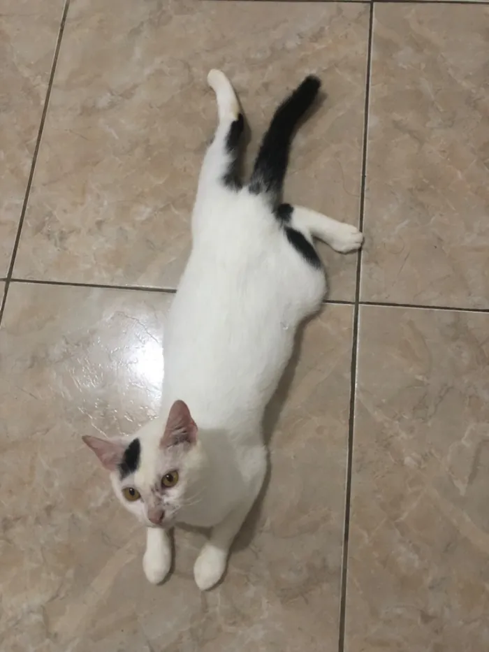 Gato raça SRD-ViraLata idade 1 ano nome Panda 