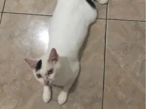 Gato raça SRD-ViraLata idade 1 ano nome Panda 