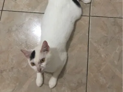 Gato raça SRD-ViraLata idade 1 ano nome Panda 
