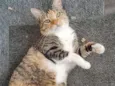 Leona