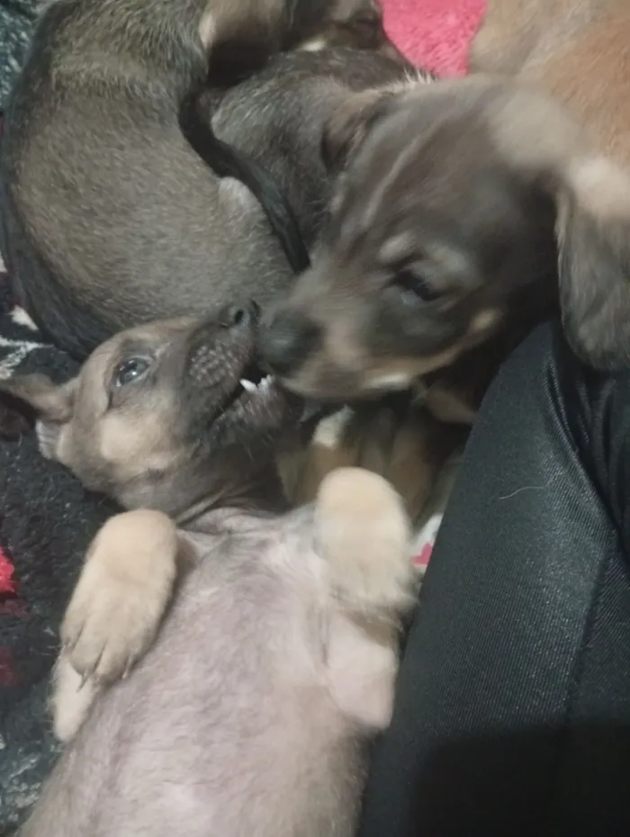 Cachorro raça SRD-ViraLata idade 2 a 6 meses nome Jerlane 