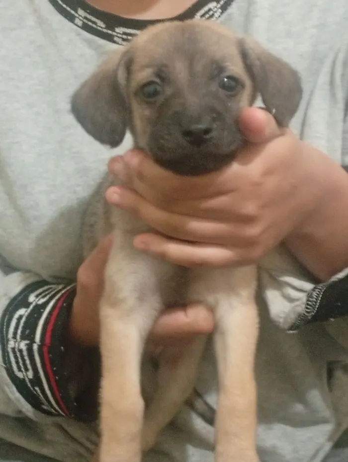 Cachorro raça SRD-ViraLata idade 2 a 6 meses nome Jerlane 
