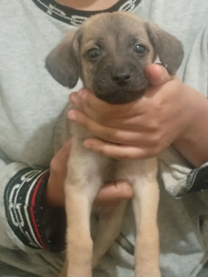 Cachorro raça SRD-ViraLata idade 2 a 6 meses nome Jerlane 