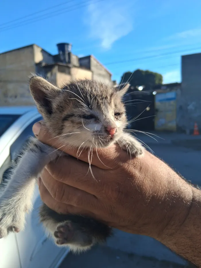 Gato raça SRD-ViraLata idade Abaixo de 2 meses nome filhotes