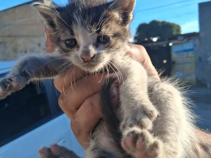 Gato raça SRD-ViraLata idade Abaixo de 2 meses nome filhotes