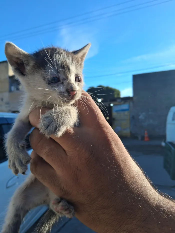 Gato raça SRD-ViraLata idade Abaixo de 2 meses nome filhotes