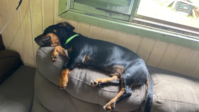 Cachorro raça SRD-ViraLata idade 1 ano nome Tobby