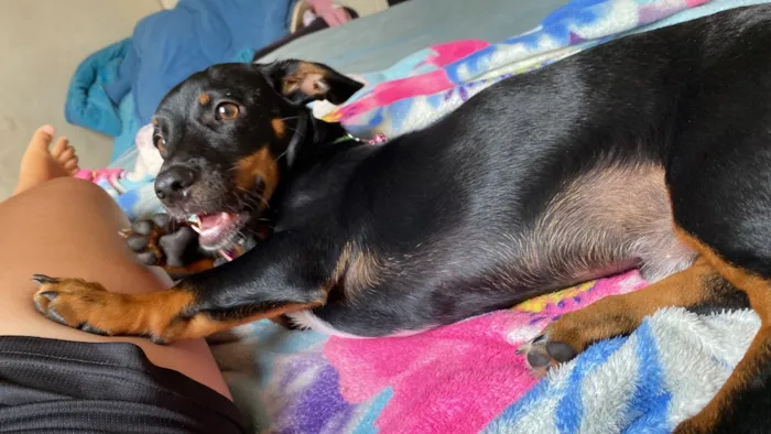 Cachorro raça SRD-ViraLata idade 1 ano nome Tobby