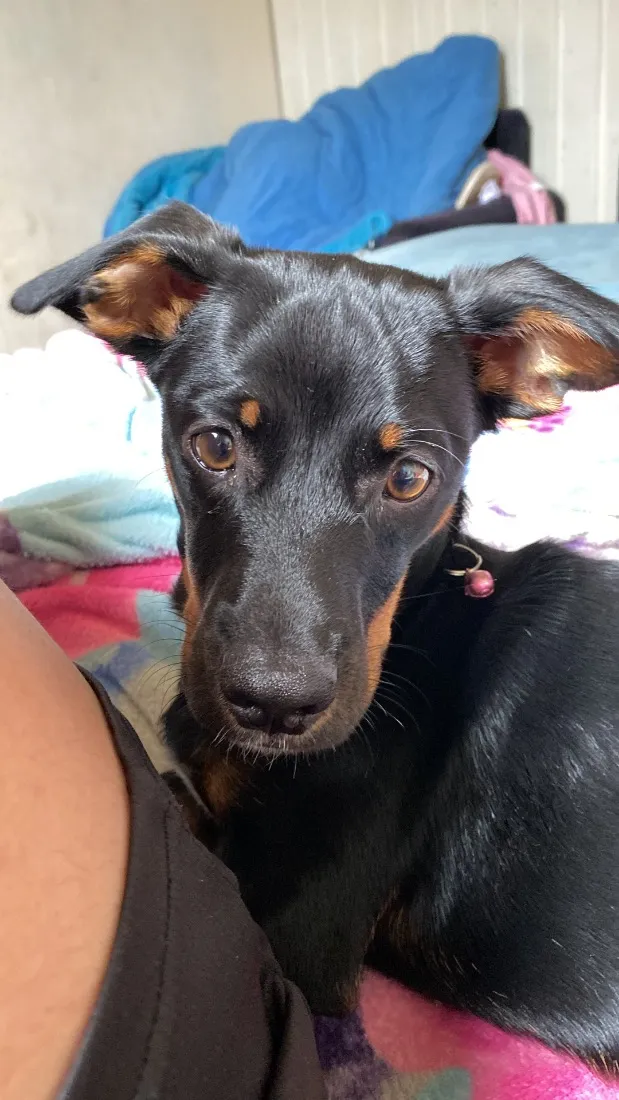 Cachorro raça SRD-ViraLata idade 1 ano nome Tobby