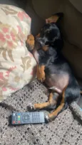 Tobby