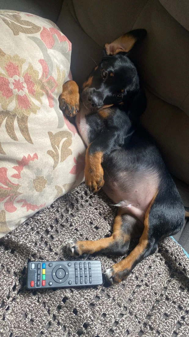 Cachorro raça SRD-ViraLata idade 1 ano nome Tobby