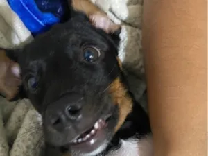 Cachorro raça SRD-ViraLata idade 1 ano nome Tobby