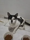 Frajola 