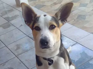 Cachorro raça SRD-ViraLata idade 1 ano nome Ben