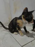 Pretinha
