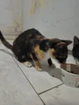 Pretinha