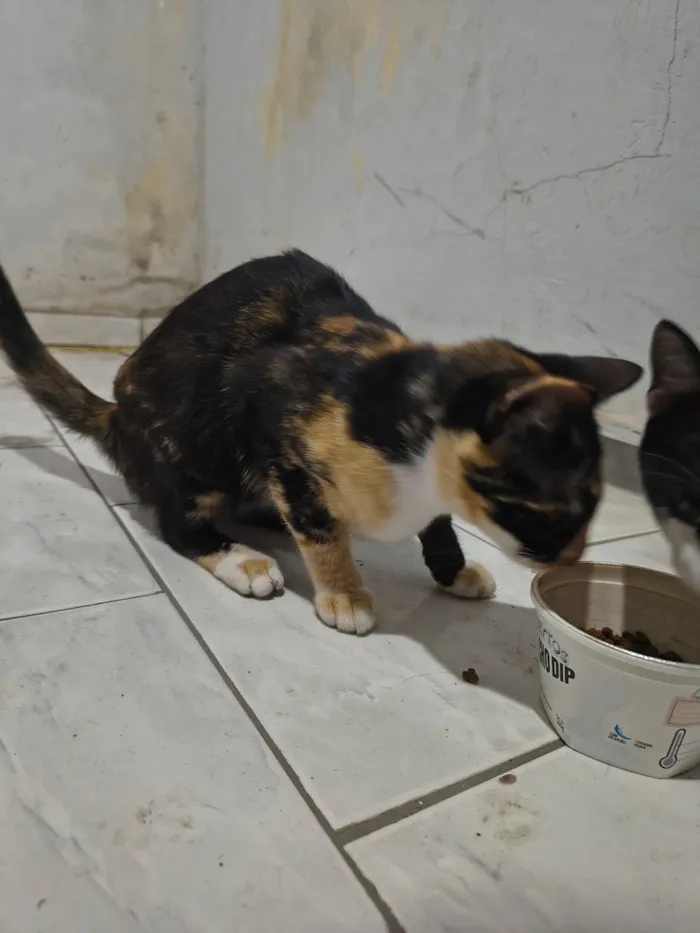 Gato raça SRD-ViraLata idade 7 a 11 meses nome Pretinha