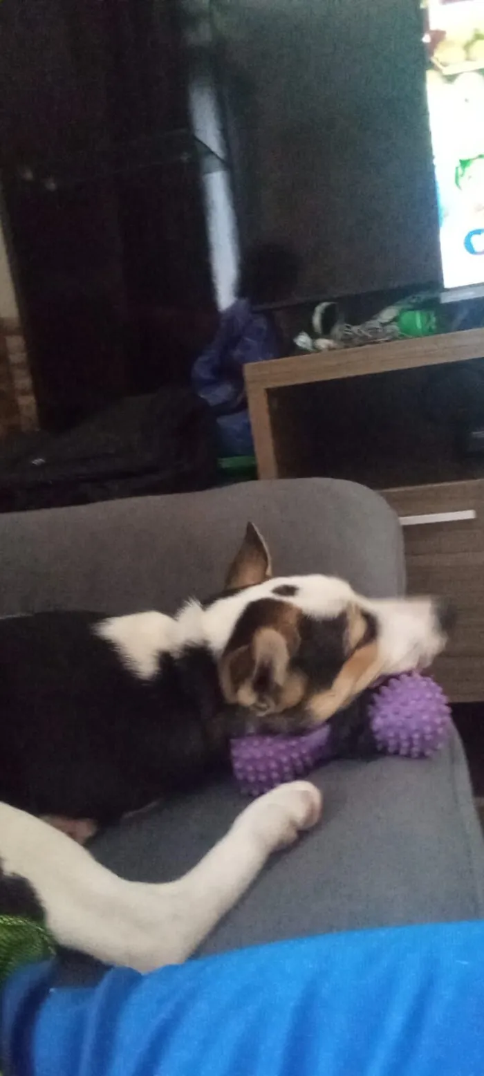 Cachorro raça SRD-ViraLata idade 1 ano nome Ben