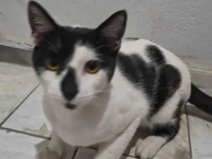 Gato raça SRD-ViraLata idade 7 a 11 meses nome Frajola 