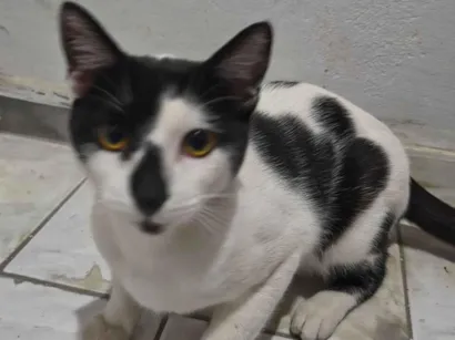 Gato raça SRD-ViraLata idade 7 a 11 meses nome Frajola 