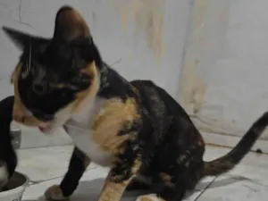 Gato raça SRD-ViraLata idade 7 a 11 meses nome Pretinha