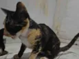 Pretinha