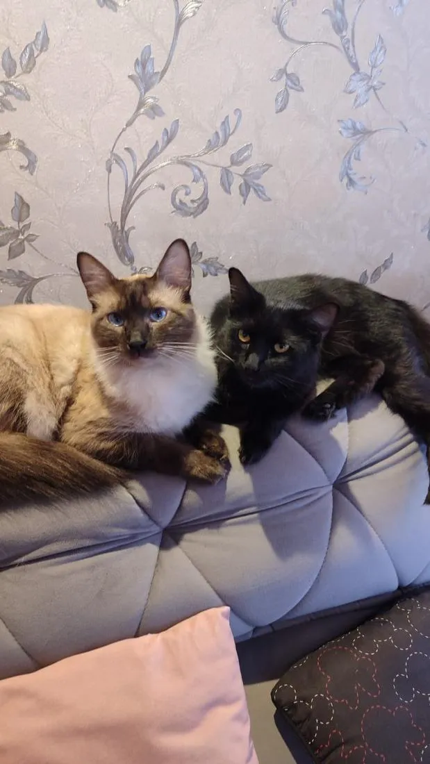 Gato raça Siamês idade 2 anos nome Theo (claro) e Lua (pretinha)