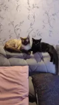 Theo (claro) e Lua (pretinha)