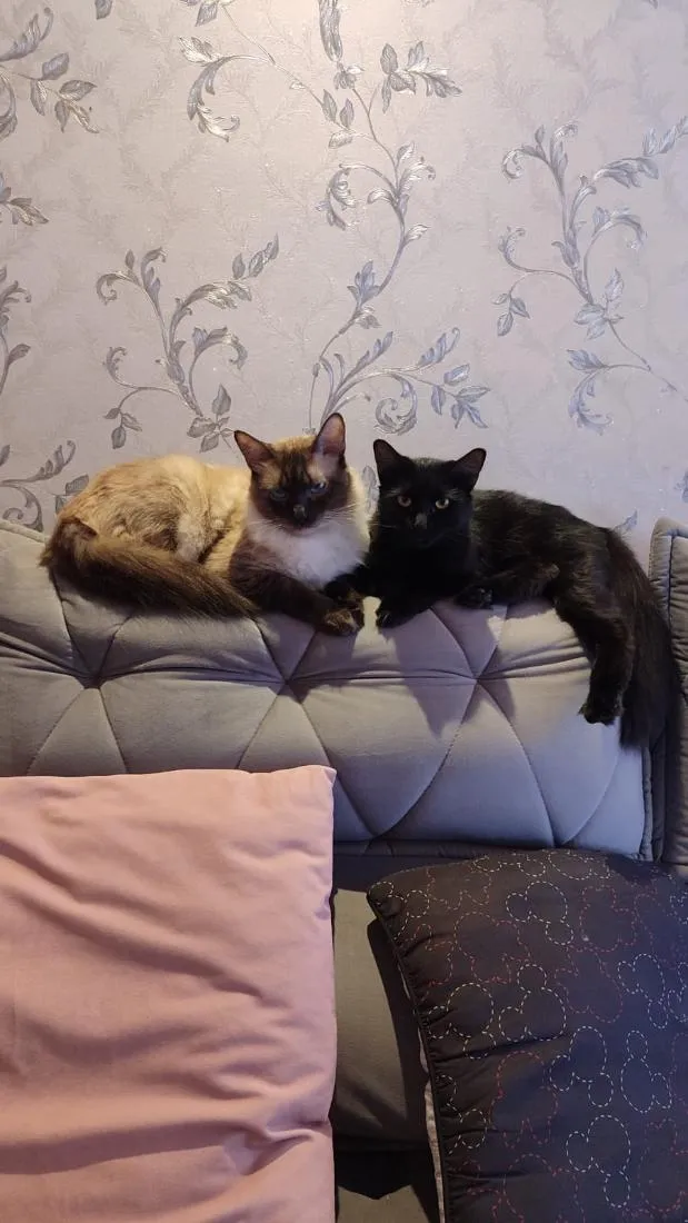 Gato raça Siamês idade 2 anos nome Theo (claro) e Lua (pretinha)